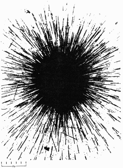 Radioactive elements: alpha particles from a speck of radium
leave tracks on a photographic emulsion. (Occhialini and Powell, 1947)