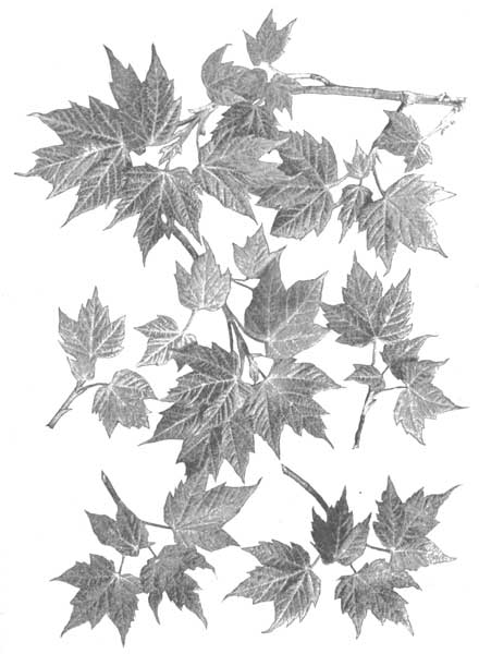 Young leaves of the red maple