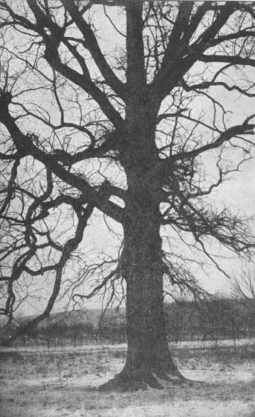 The swamp white oak in winter