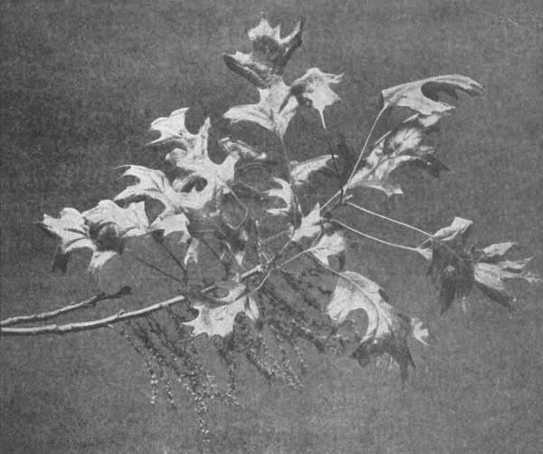 Flowers of the pin-oak