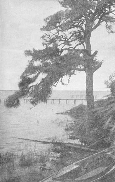 A lone pine on the Indian River