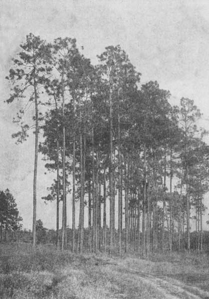 The long-leaved pines of the South