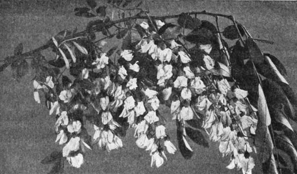 Flowers of the black locust